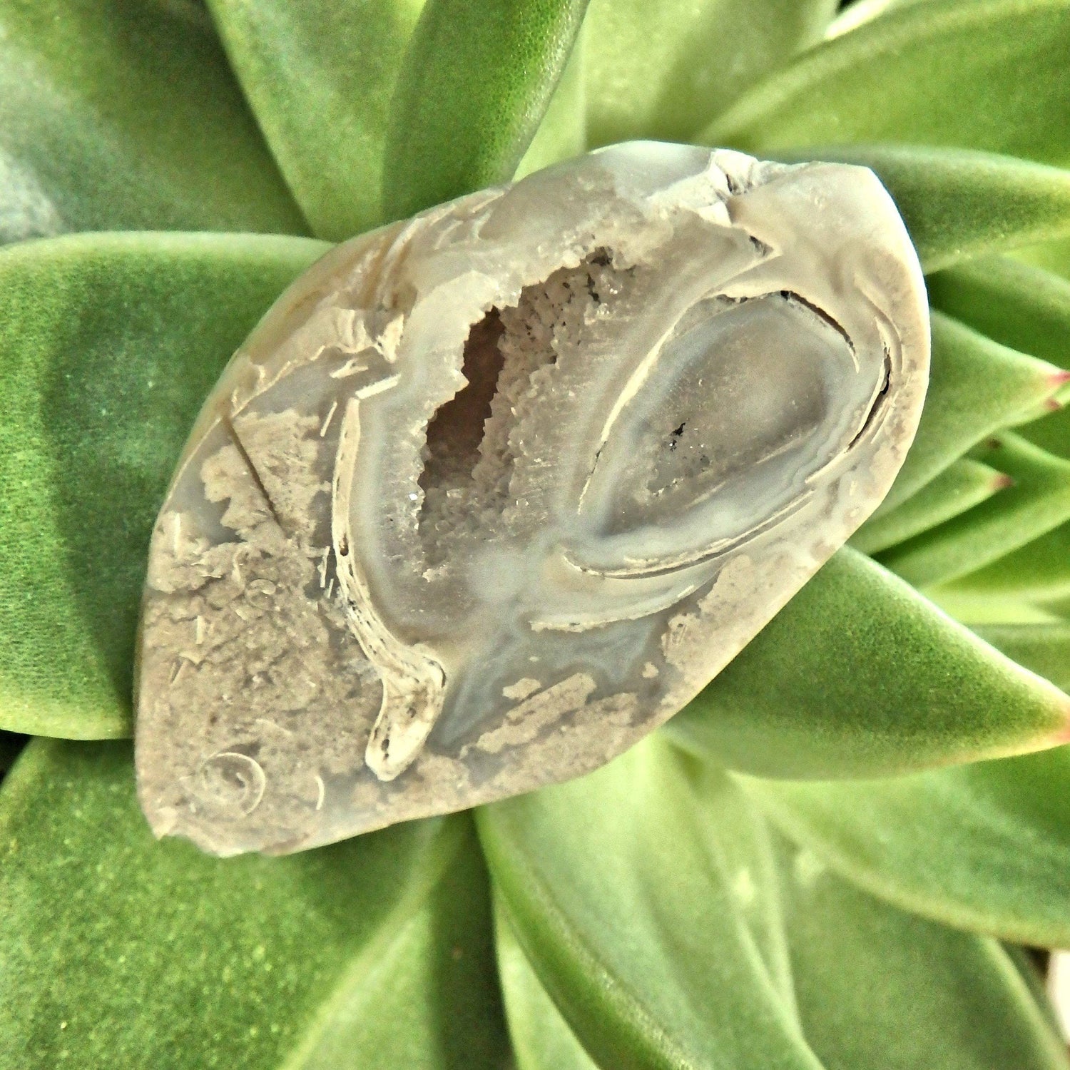  Chunky Sparkling Druzy Rare Spiralite Gemshell Specimen From India