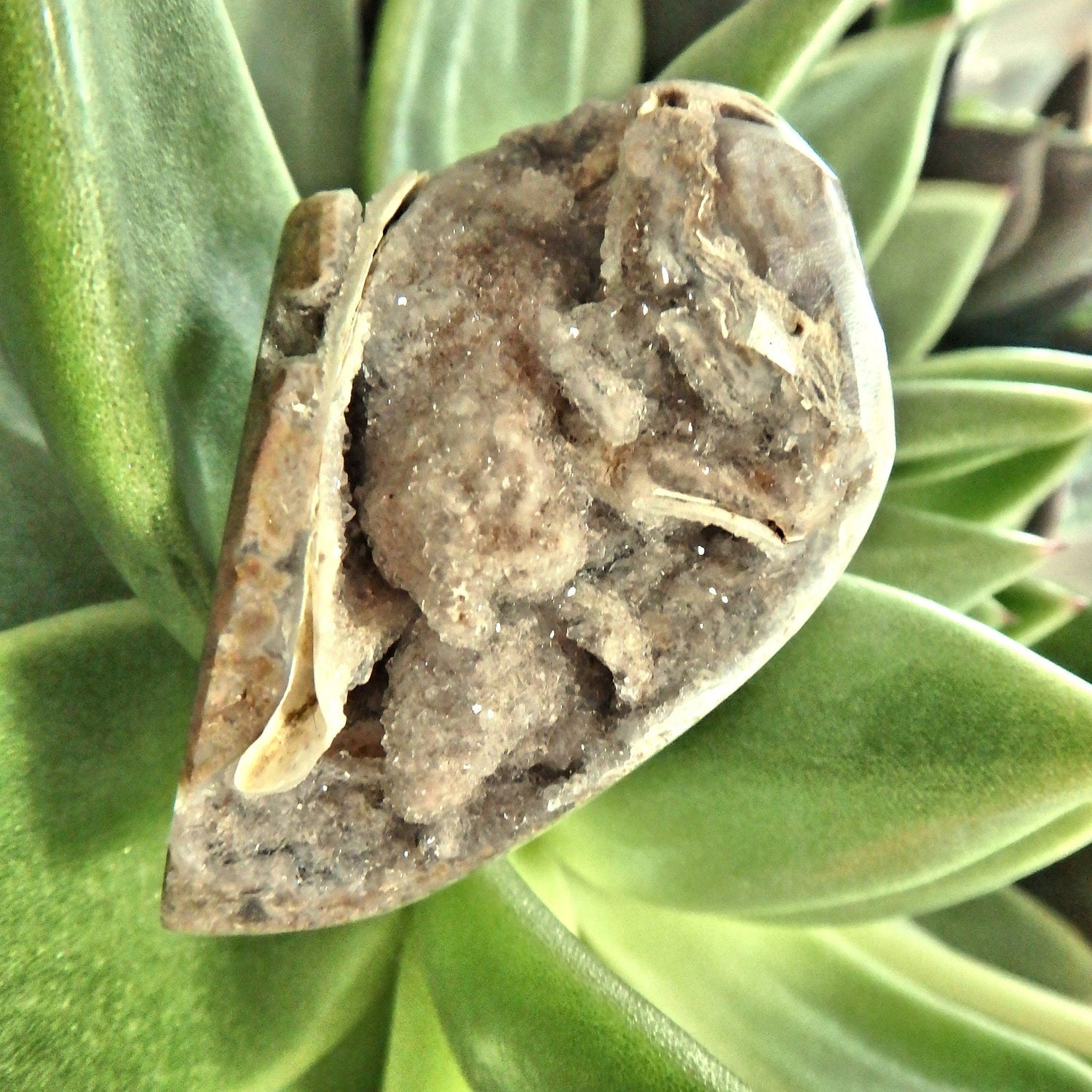  Chunky Fossil & Crystal Rare Spiralite Gemshell Specimen From India 1