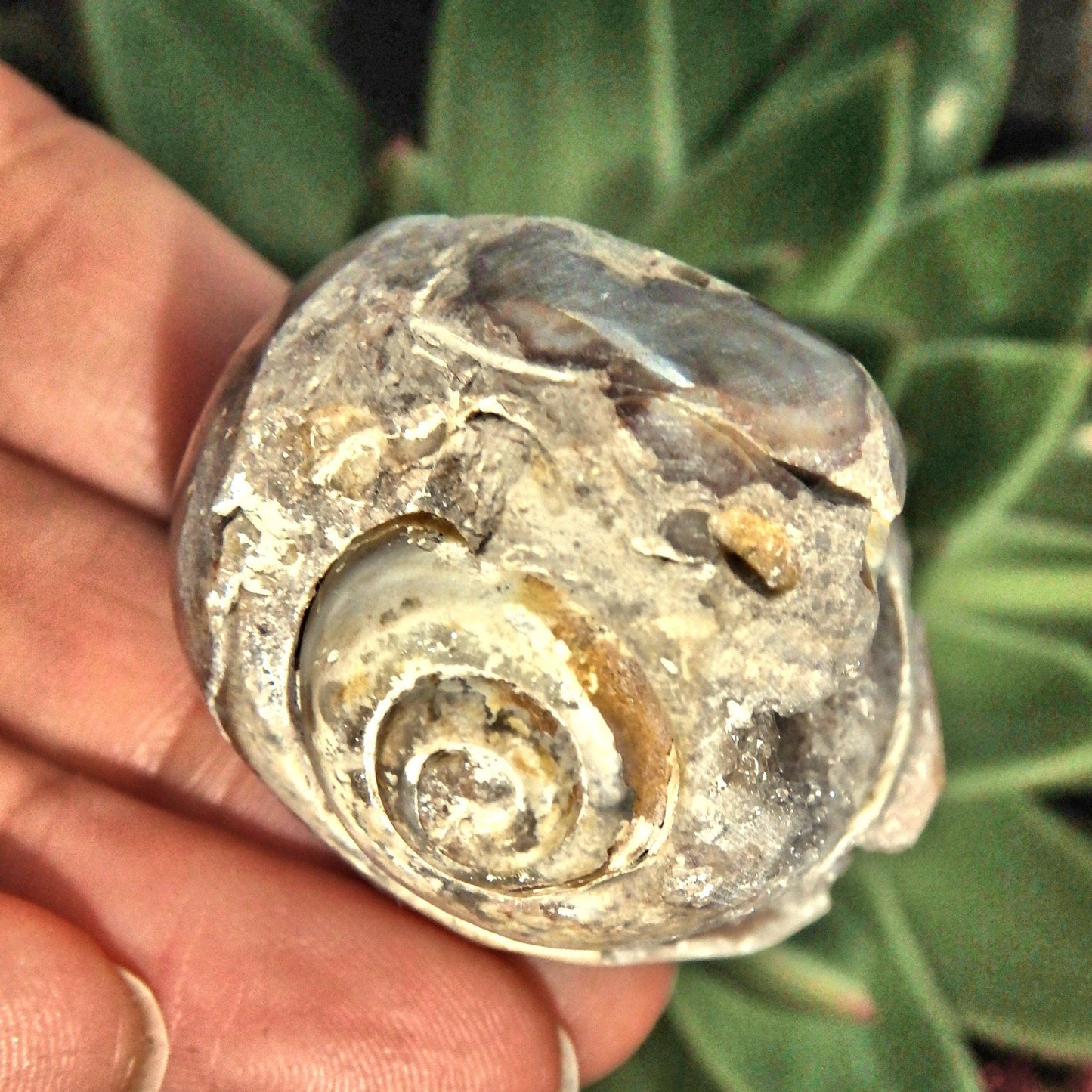  Chunky Fossil & Crystal Rare Spiralite Gemshell Specimen From India 1