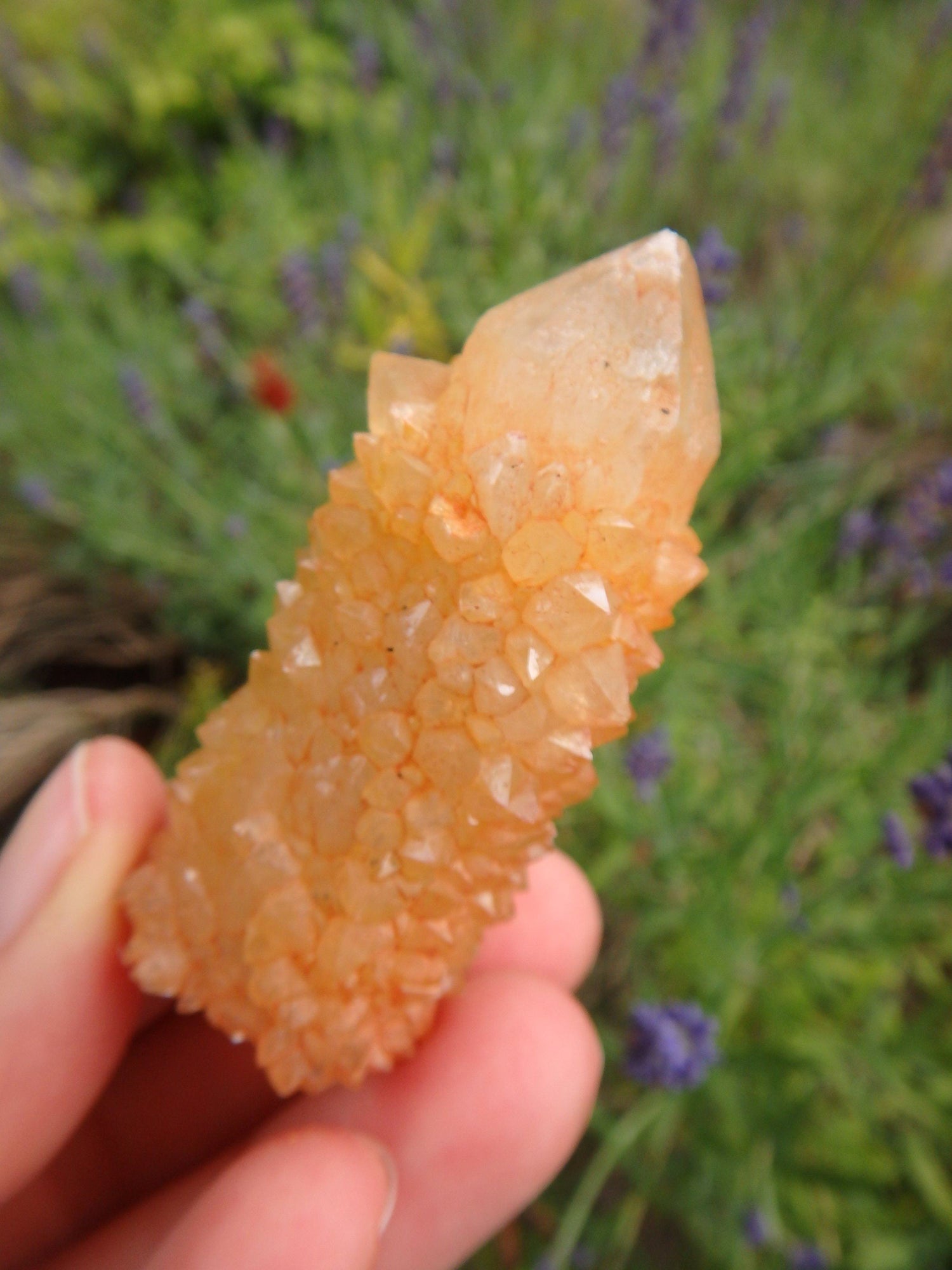  Awesome Natural Citrine Spirit Quartz Point From South Africa 2