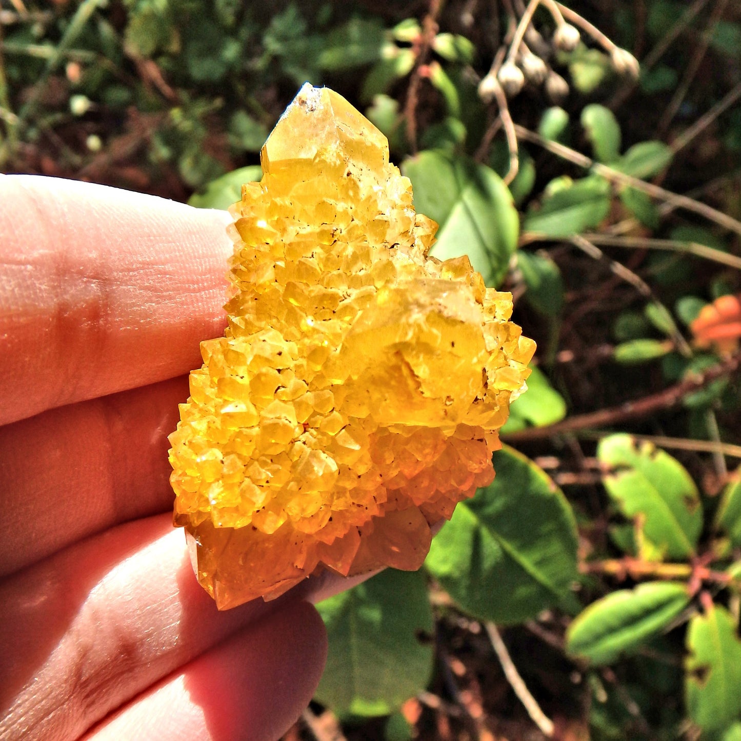 Natural Golden Flame Citrine Spirit Quartz Sparkle Cluster From South Africa - Earth Family Crystals