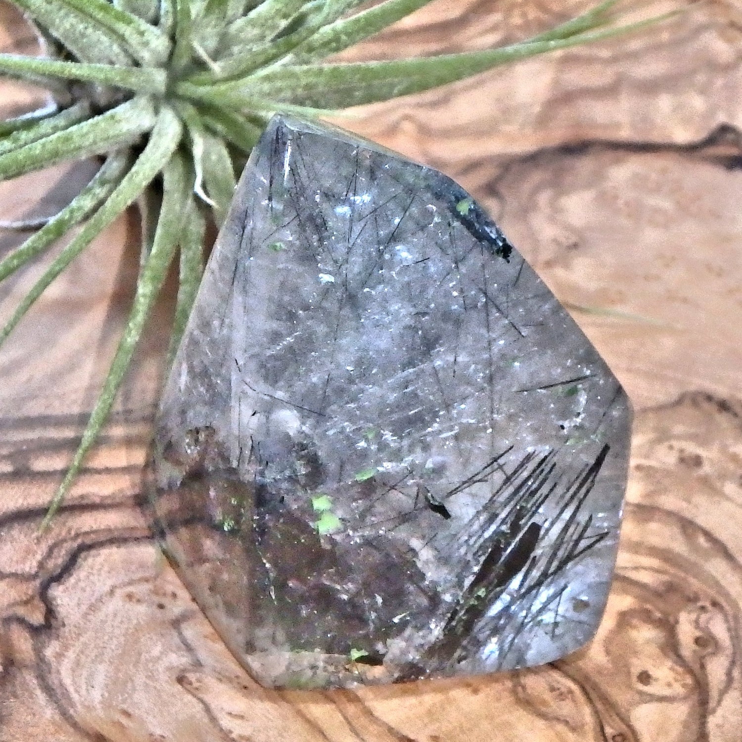 Midnight Light Tourmalated Himalayan Quartz Standing Free Form 3 - Earth Family Crystals