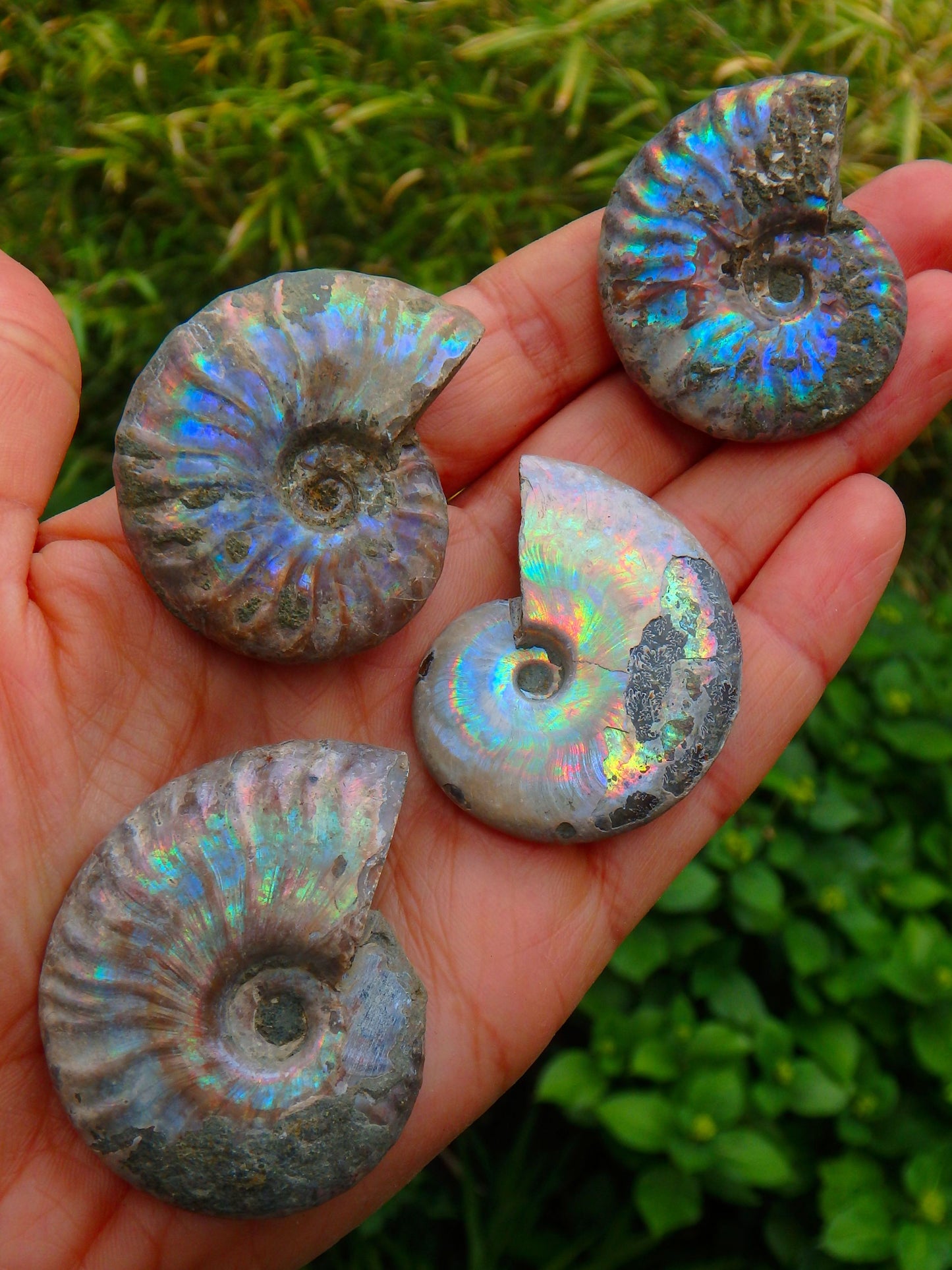 Incredible Natural Rainbows Ammonite Specimen From Madagascar (1) - Metiz Tier Price