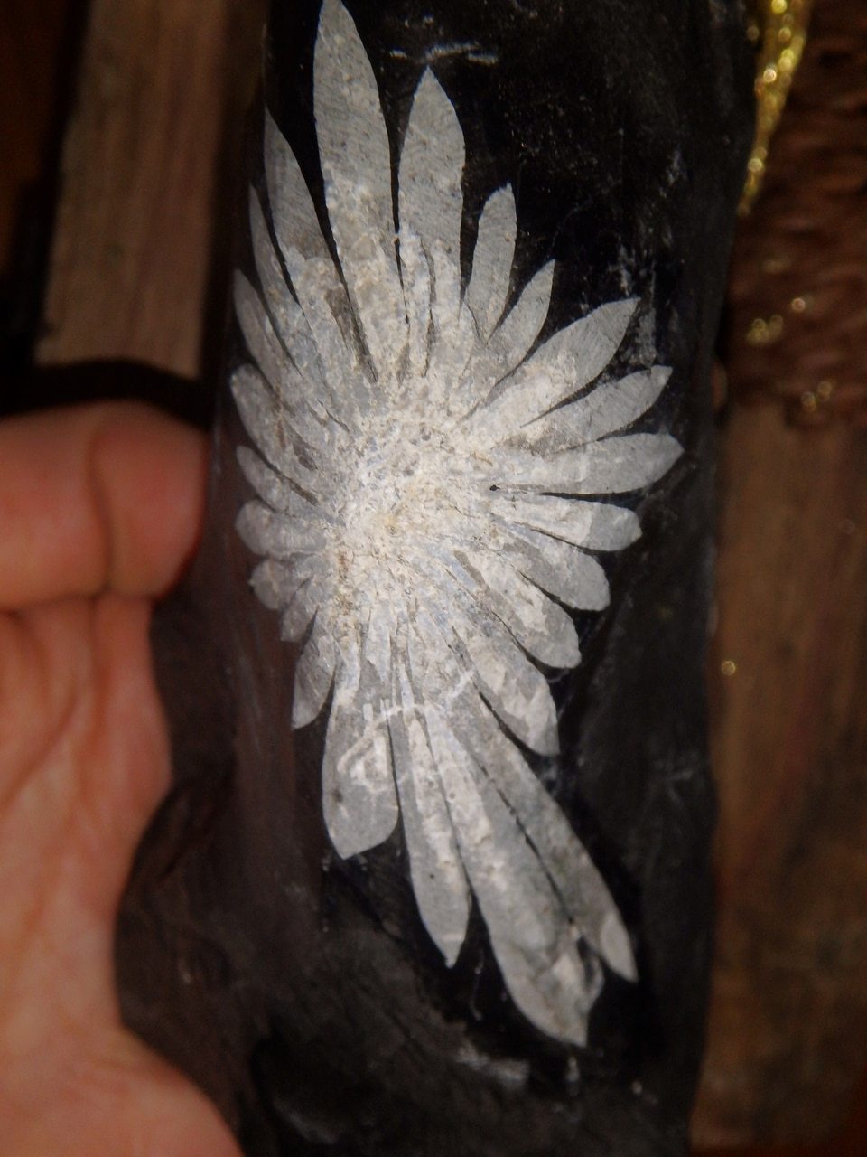 Natural Large Chrysanthemum Stone Flower Display Specimen 1 - Earth Family Crystals