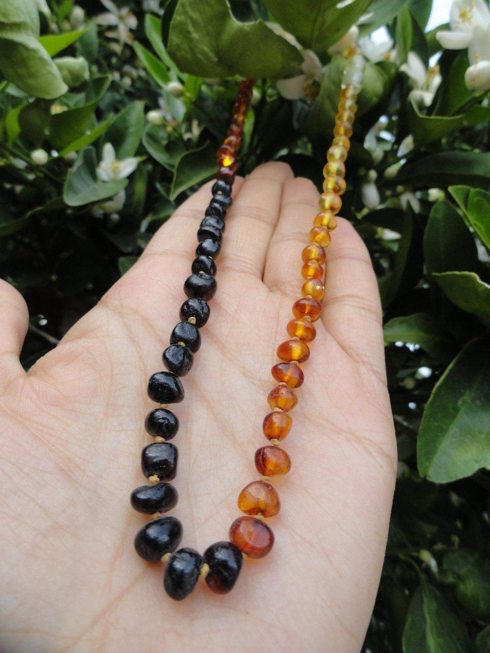  BALTIC AMBER RAINBOW Necklace (18 inch length) Cherry Amber, Cognac Amber,Dark Cognac Amber, Lemon Amber*