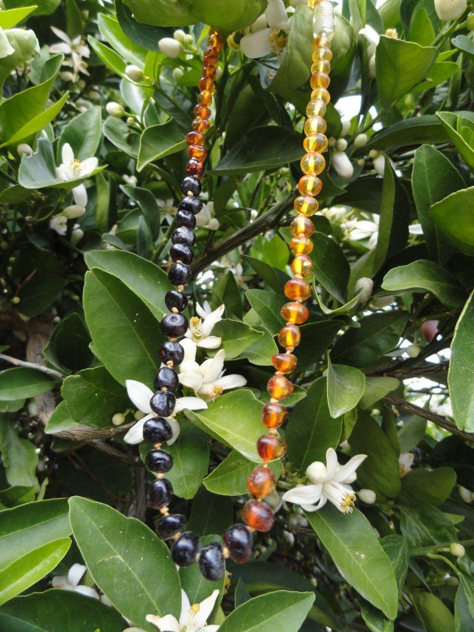  BALTIC AMBER RAINBOW Necklace (18 inch length) Cherry Amber, Cognac Amber,Dark Cognac Amber, Lemon Amber*