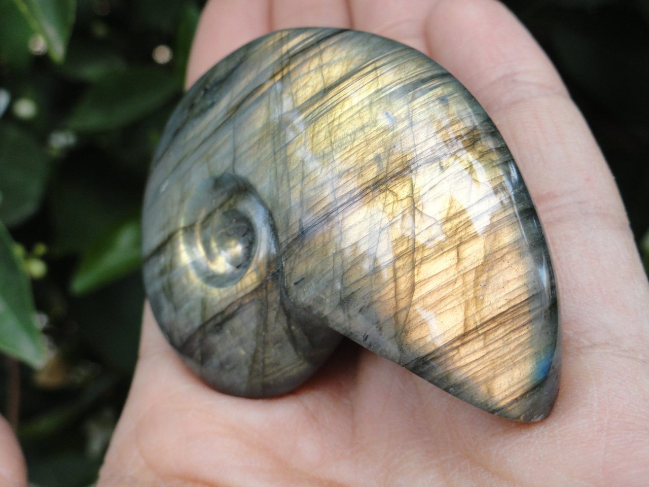 LABRADORITE, LABRADORITE AMMONITE,Labradorite Ammonite Carving,Ammonite Carving,Labradorite Specimen, Labradorite carving. - Earth Family Crystals
