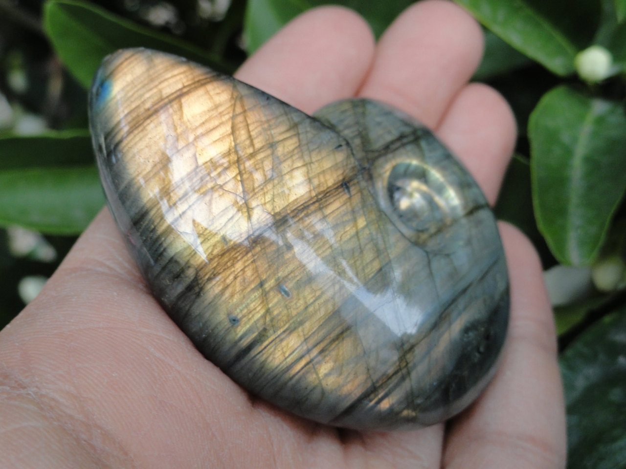 LABRADORITE, LABRADORITE AMMONITE,Labradorite Ammonite Carving,Ammonite Carving,Labradorite Specimen, Labradorite carving. - Earth Family Crystals