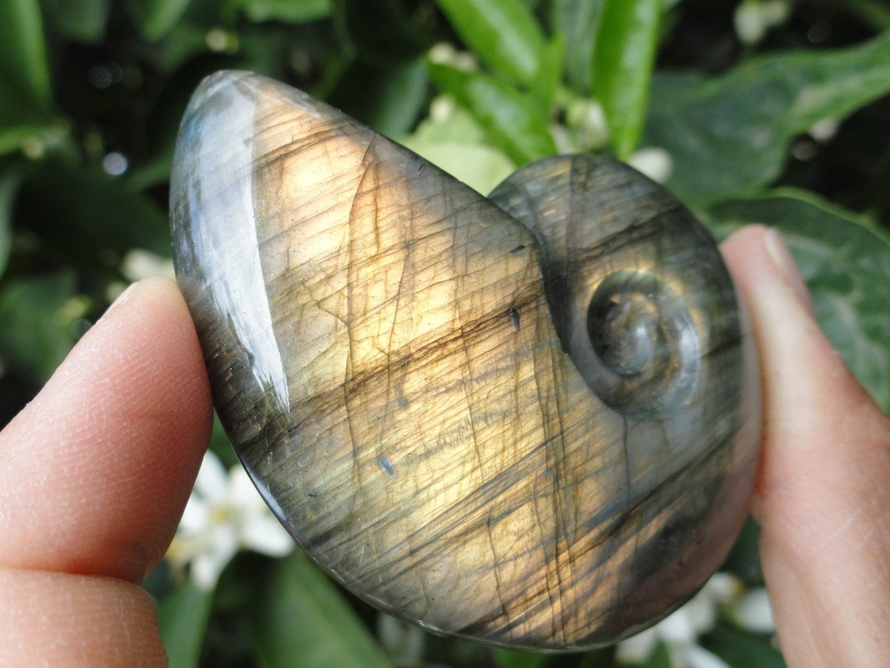LABRADORITE, LABRADORITE AMMONITE,Labradorite Ammonite Carving,Ammonite Carving,Labradorite Specimen, Labradorite carving. - Earth Family Crystals