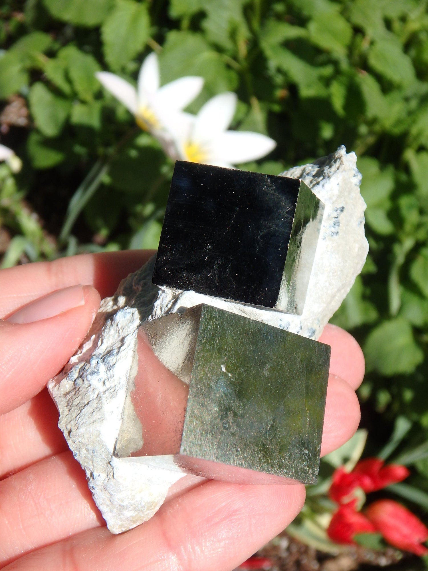  Completely Natural Double Cubic Pyrite in Matrix From Spain